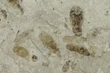 Insect Fossil Cluster With Dozens Of Insects - Utah #101682-4